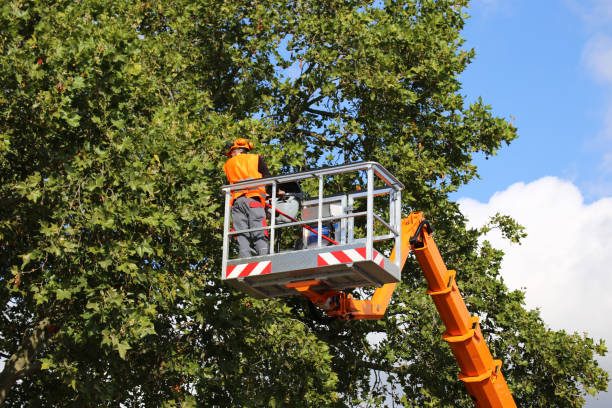 Canyon Creek, WA Tree Service Company